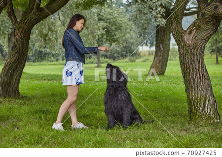 Girl trains briard on open air in park. Girl trains briard on open air in park. 70927425