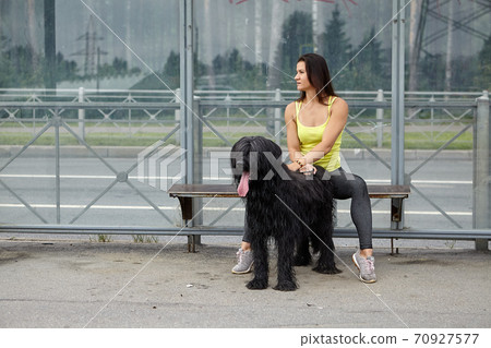 Waiting for public transport by briard and woman. 70927577