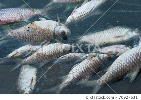 dead body of fish floating on blue natural water lake environment pollution background 70927631
