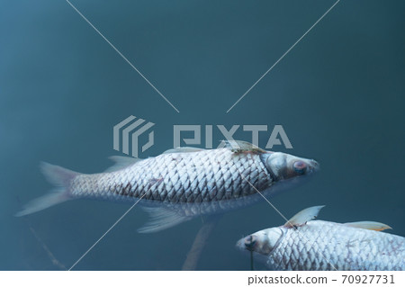 dead body of fish floating on blue natural water lake environment pollution background. 70927731