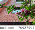 市區花 70927905