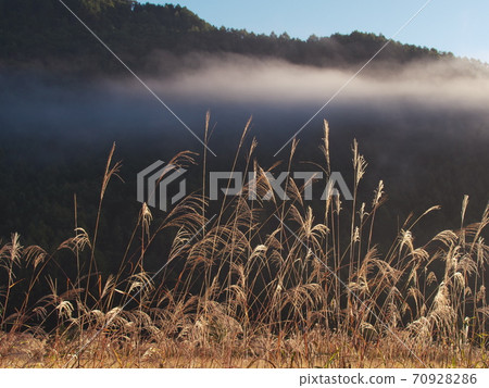 Kaida Kogen: Clouds and pampas grass fluttering in the early morning autumn breeze 70928286