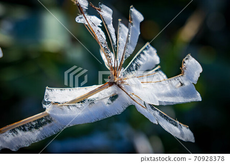 Snow Flower 70928378