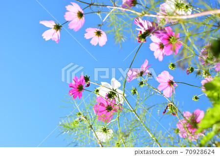 開花往天空的波斯菊 70928624