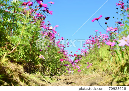 開花往天空的波斯菊 70928626