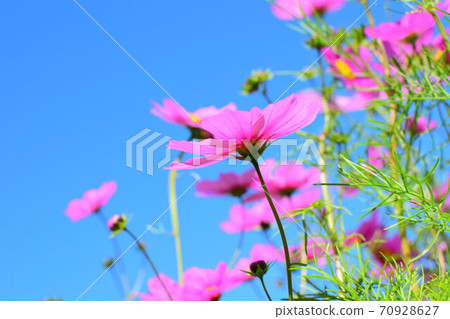 開花往天空的波斯菊 70928627