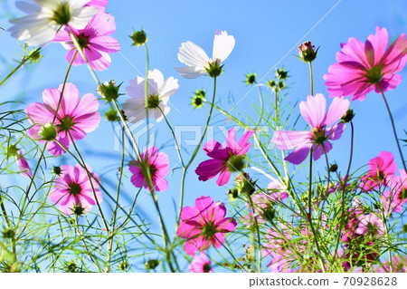 開花往天空的波斯菊 70928628