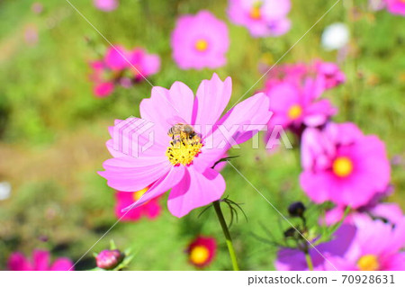 開花往天空的波斯菊 70928631