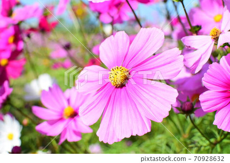 開花往天空的波斯菊 70928632