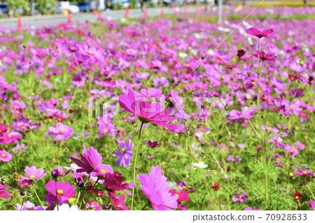 開花往天空的波斯菊 70928633