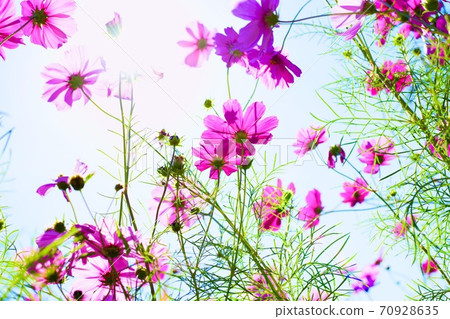 開花往天空的波斯菊 開花往天空的波斯菊 70928635