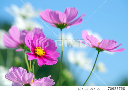 Autumnal day and cosmos 70928768