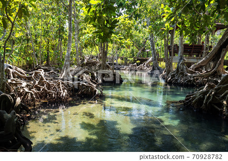 Tha Pom Khlong Song Nam ,mangrove forest, Krabi Tha Pom Khlong Song Nam ,mangrove forest, Krabi 70928782