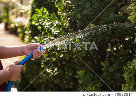 Kid pouring water to house garden tree at sunset 70928814