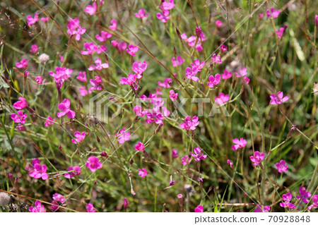 Wildflowers are pink. Wildflowers are pink. 70928848