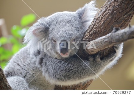 Koala that does not get caught firmly Pray for passing (Higashiyama Zoo and Botanical Garden, Nagoya City, Aichi Prefecture) 70929277