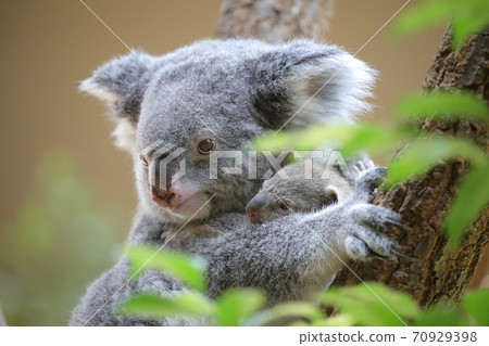 A mother koala holding a cute child (Higashiyama Zoo and Botanical Garden, Nagoya City) A mother koala holding a cute child (Higashiyama Zoo and Botanical Garden, Nagoya City) 70929398