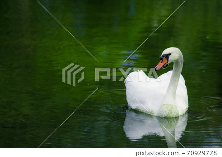 Swan swimming on a green lake Swan swimming on a green lake 70929778