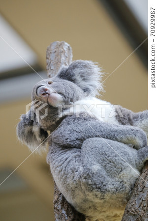 Staring Koala (Higashiyama Zoo and Botanical Garden, Nagoya City) 70929987
