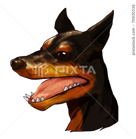 Doberman _ face 70930338