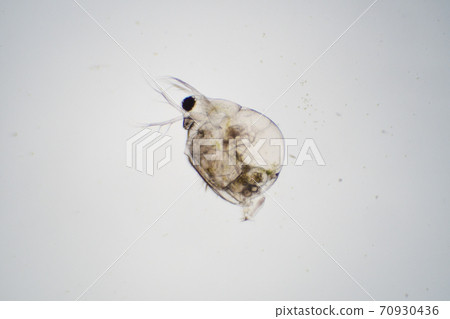Daphnia 70930436