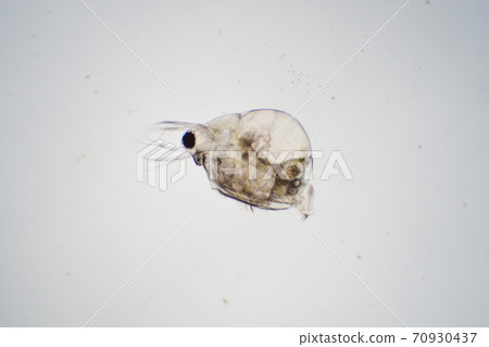 Daphnia 70930437