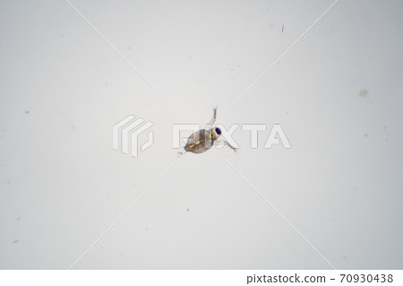 Daphnia 70930438