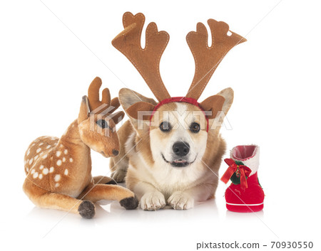 Pembroke Welsh Corgi Pembroke Welsh Corgi 70930550