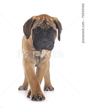 puppy bullmastiff in studio puppy bullmastiff in studio 70930568