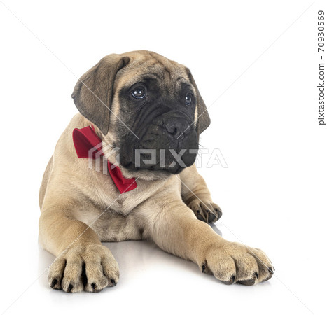 puppy bullmastiff in studio puppy bullmastiff in studio 70930569