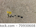 Dinosaur flower 70930608