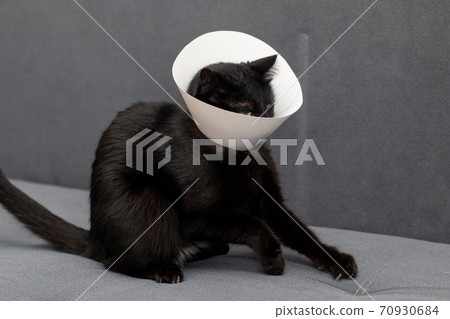 Cat resists wearing Elizabethan collar Cat resists wearing Elizabethan collar 70930684