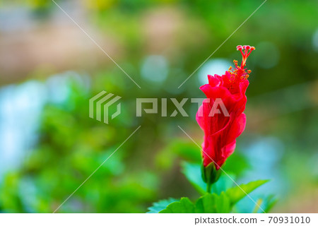 Hibiscus syriacus and Hibiscus rosa-sinensis flower 70931010