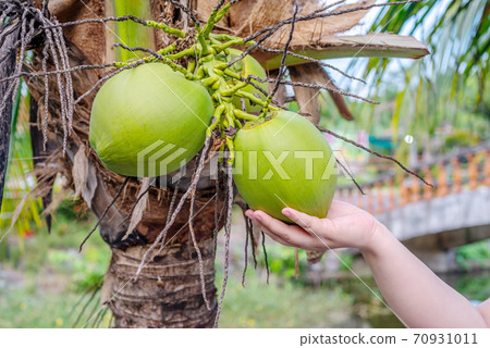 Hand women with, Coconut tropical fruit, on palm tree Hand women with, Coconut tropical fruit, on palm tree 70931011