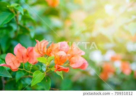Bougainvillea tropical flower with green leaf and sunlight 70931012