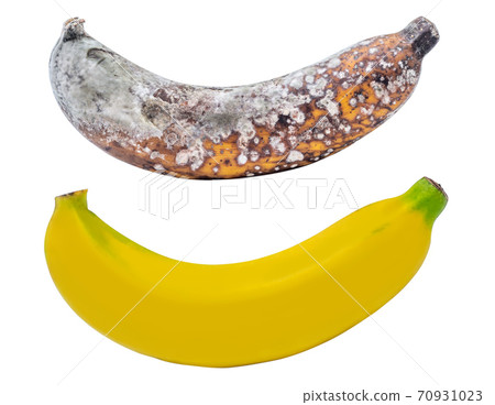 Rootten banana isolated on white Rootten banana isolated on white 70931023