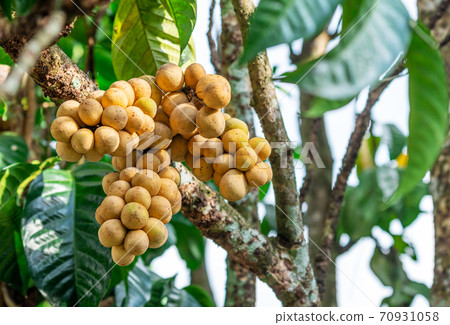 Lasium Demesticum, (Name thai Longkong) on tree Lasium Demesticum, (Name thai Longkong) on tree 70931058