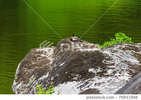 Wild duck resting on a rock near a lake Wild duck resting on a rock near a lake 70931998