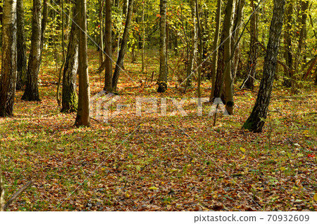 A rare deciduous forest covered with dry fallen leaves. A rare deciduous forest covered with dry fallen leaves. 70932609