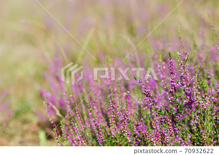Heather flowers. Calluna vulgaris. 70932622