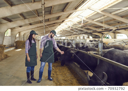 Happy young farmers looking after black buffaloes standing in stables in barn on dairy farm Happy young farmers looking after black buffaloes standing in stables in barn on dairy farm 70932792