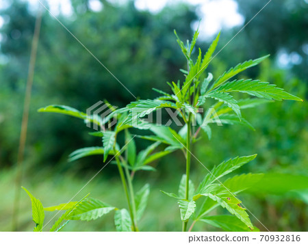 Green hemp bush in the forest. Hemp leaf close up Green hemp bush in the forest. Hemp leaf close up 70932816