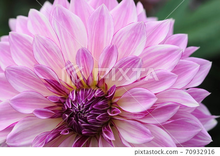 十月町田211 Dalia /菊久家族/町田Dalia Garden 70932916