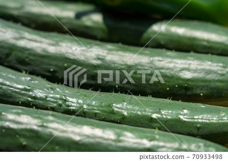 Line of harvested cucumbers (August) Home garden 70933498