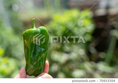 Harvest with peppers (August) Home garden 70933504