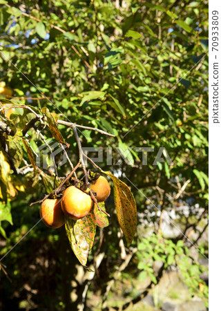 persimmon persimmon 70933809