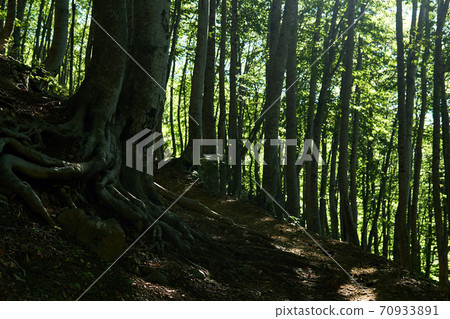 roots of old beech tree growing along a mountain path in the forest roots of old beech tree growing along a mountain path in the forest 70933891