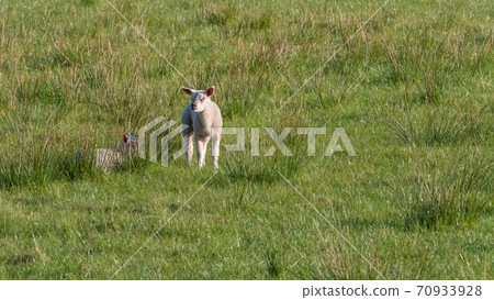 Lambs in field Lambs in field 70933928