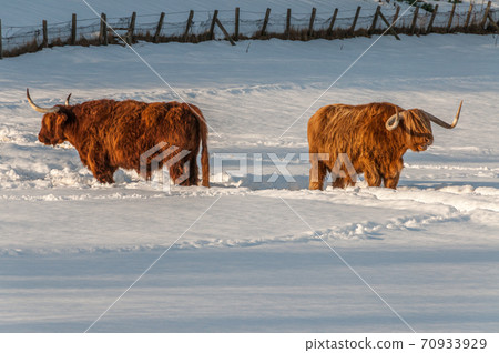 Two Highland cows in a snowy field Two Highland cows in a snowy field 70933929