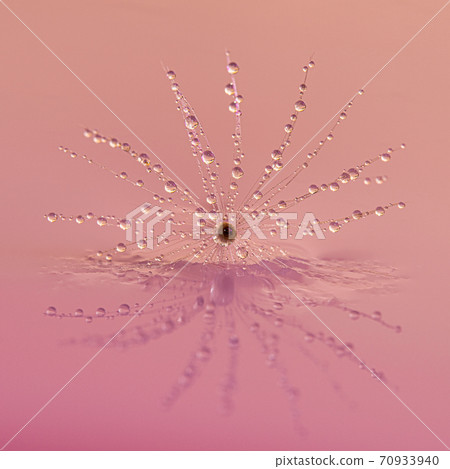 Water drops on a Dandelion clock 70933940